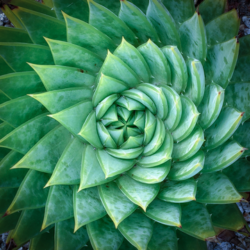 succulant