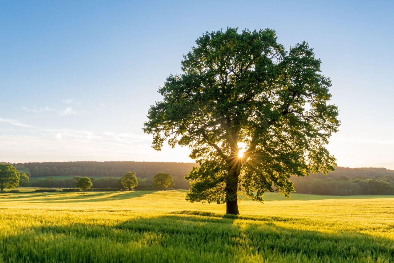 January Wellness Wednesday Virtual Class