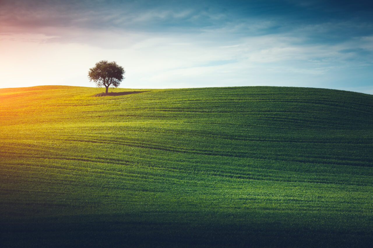 Lonely Tree In Tuscany